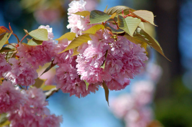flowers pink tree floral by mmcook
