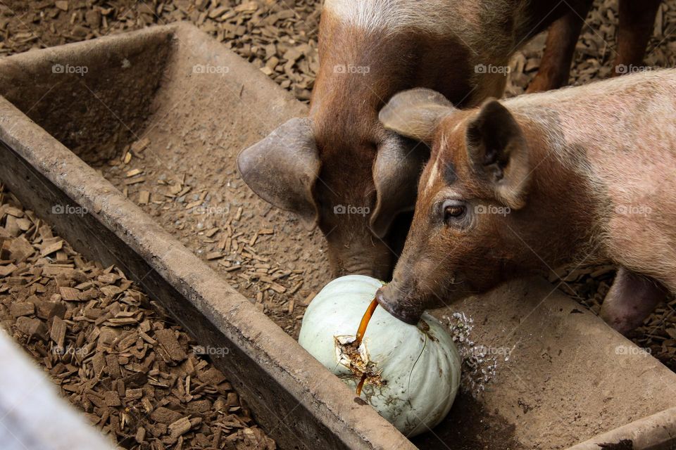 pig eating pumpkin