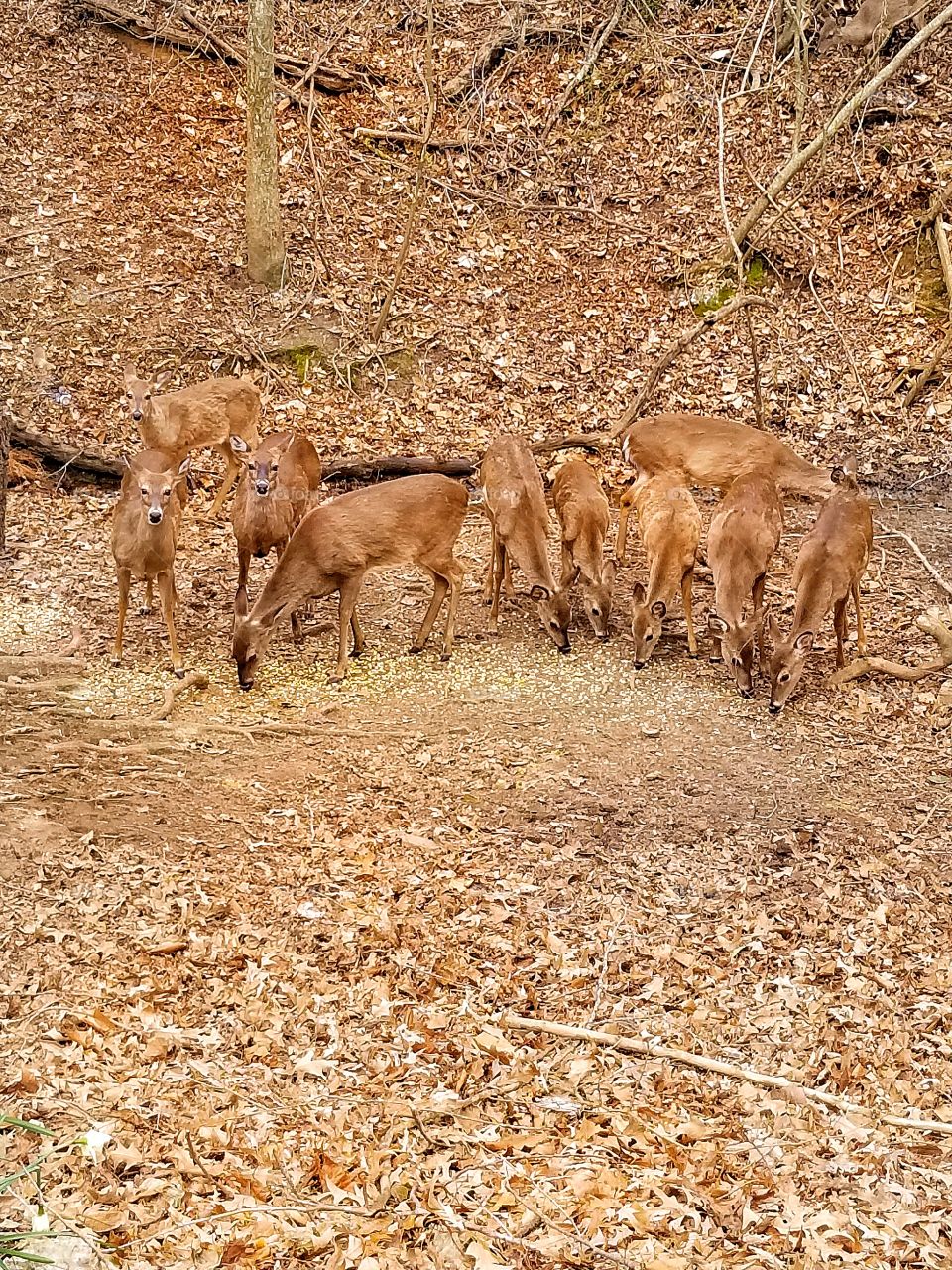 Deer Ladies