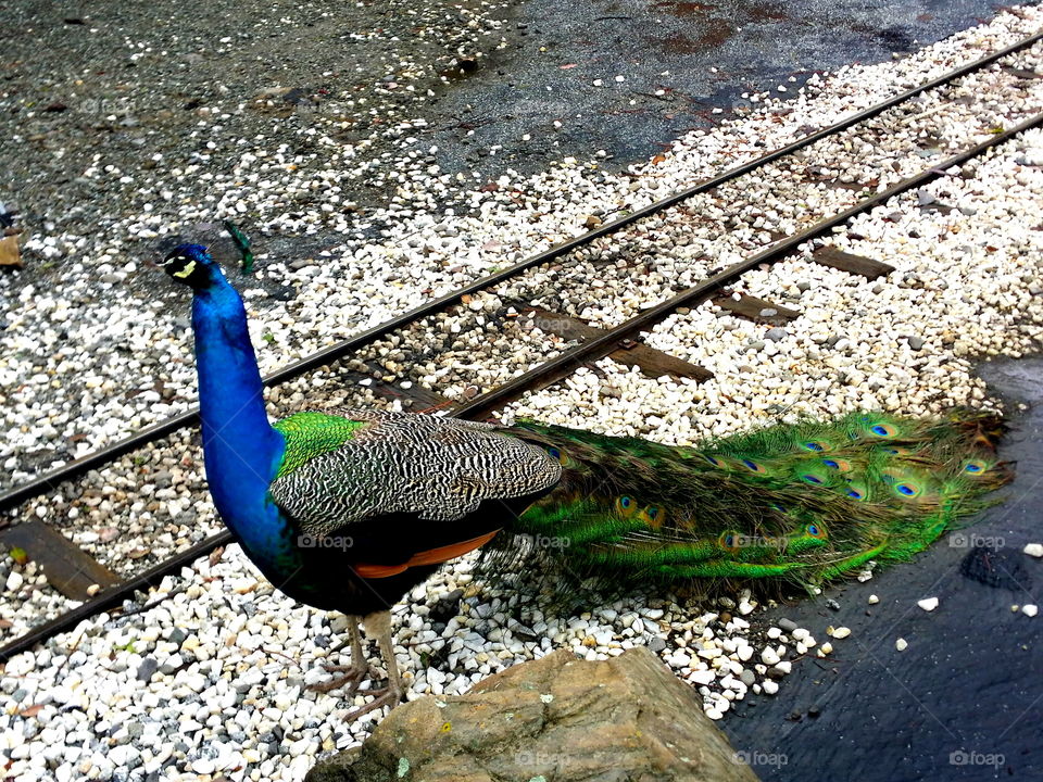 Peacock