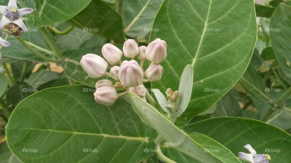 a beautiful flowers tree in the garden.