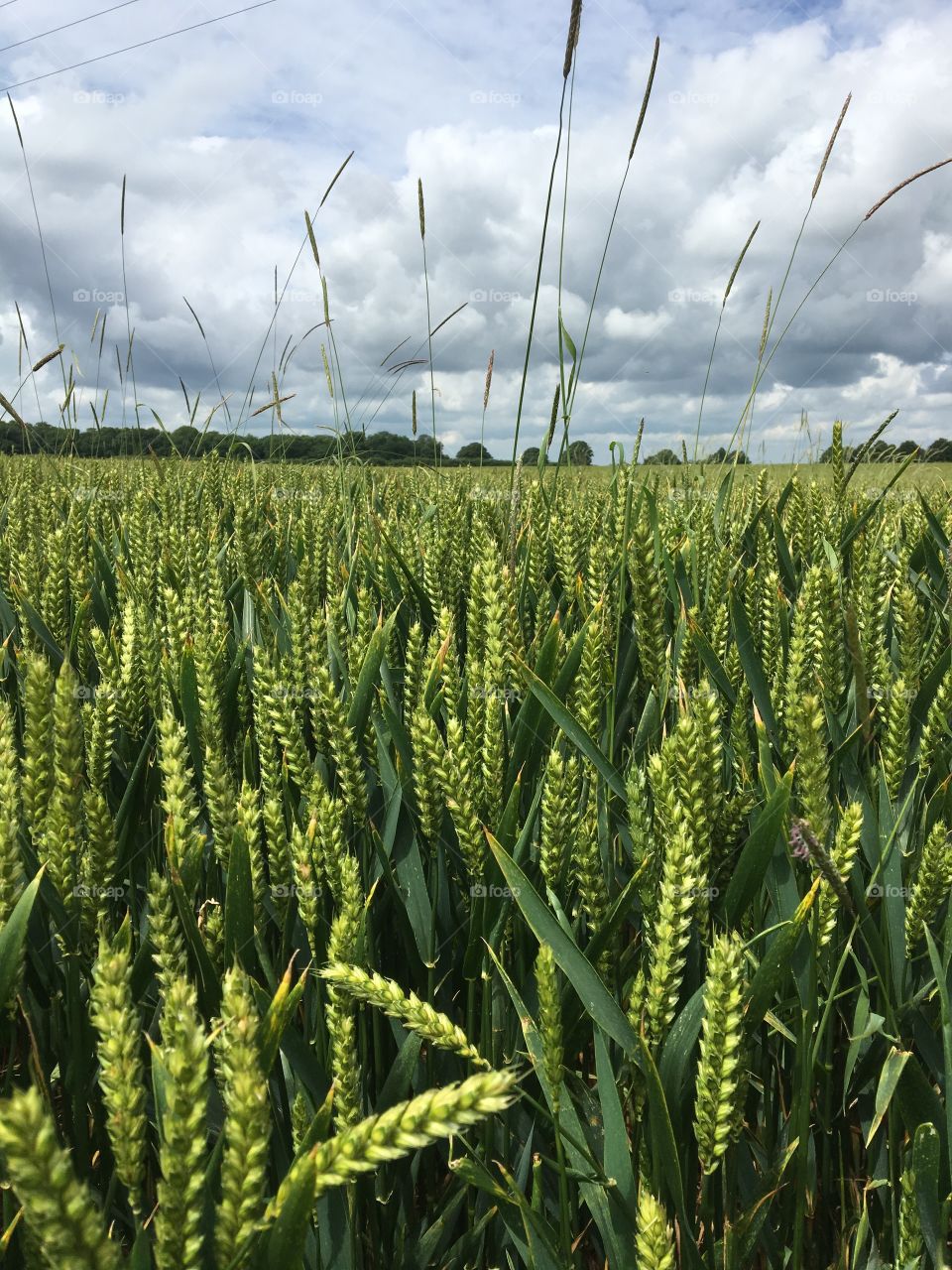 Beauty of the countryside 