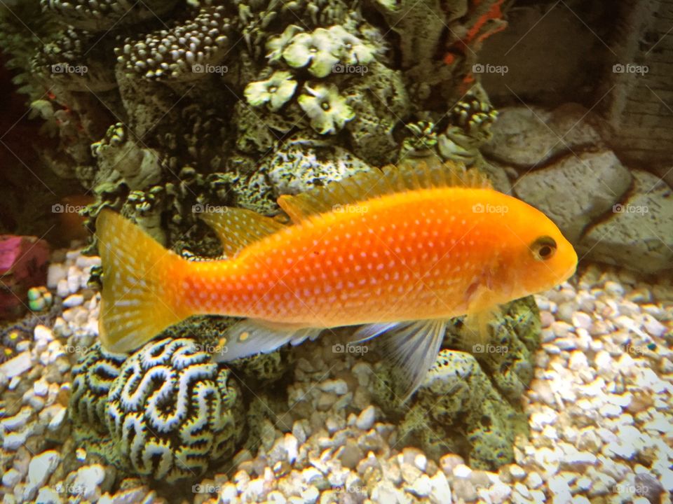 Bright orange tropical fish amidst gravel and ccoral rock. 