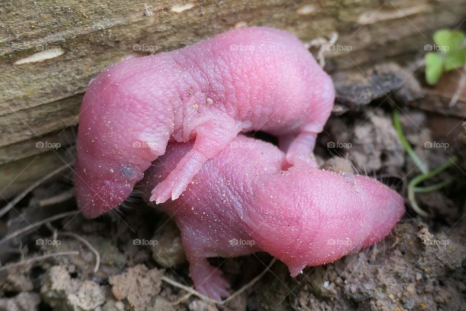 Two newborn mice