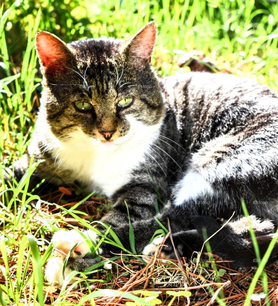 Cat in nature