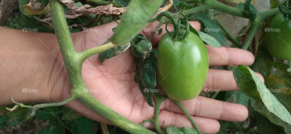 Tomatoes and hands