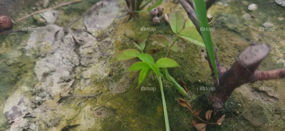 rose plant growing
