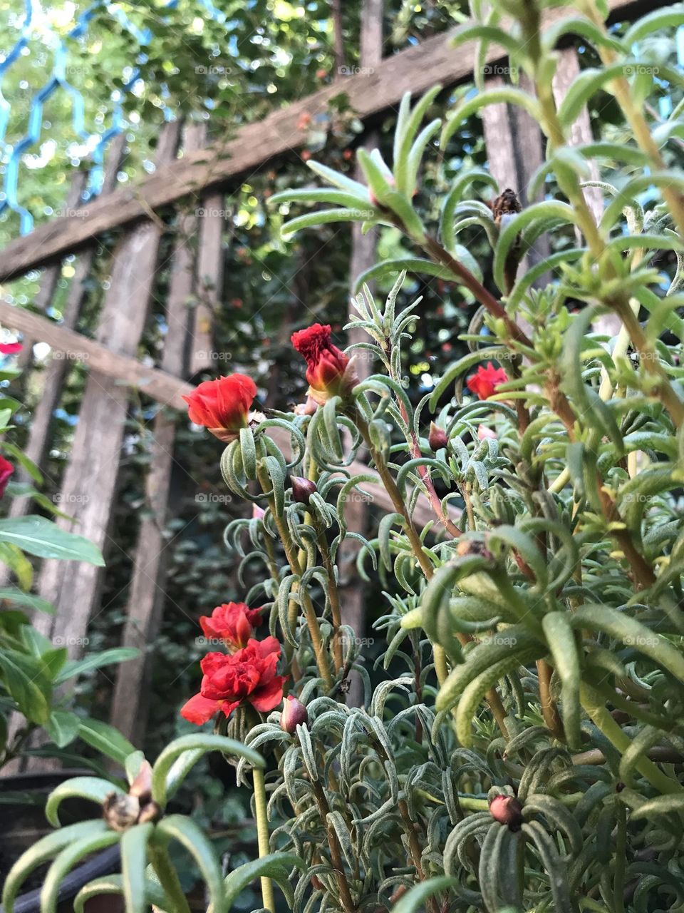 Little red flowers