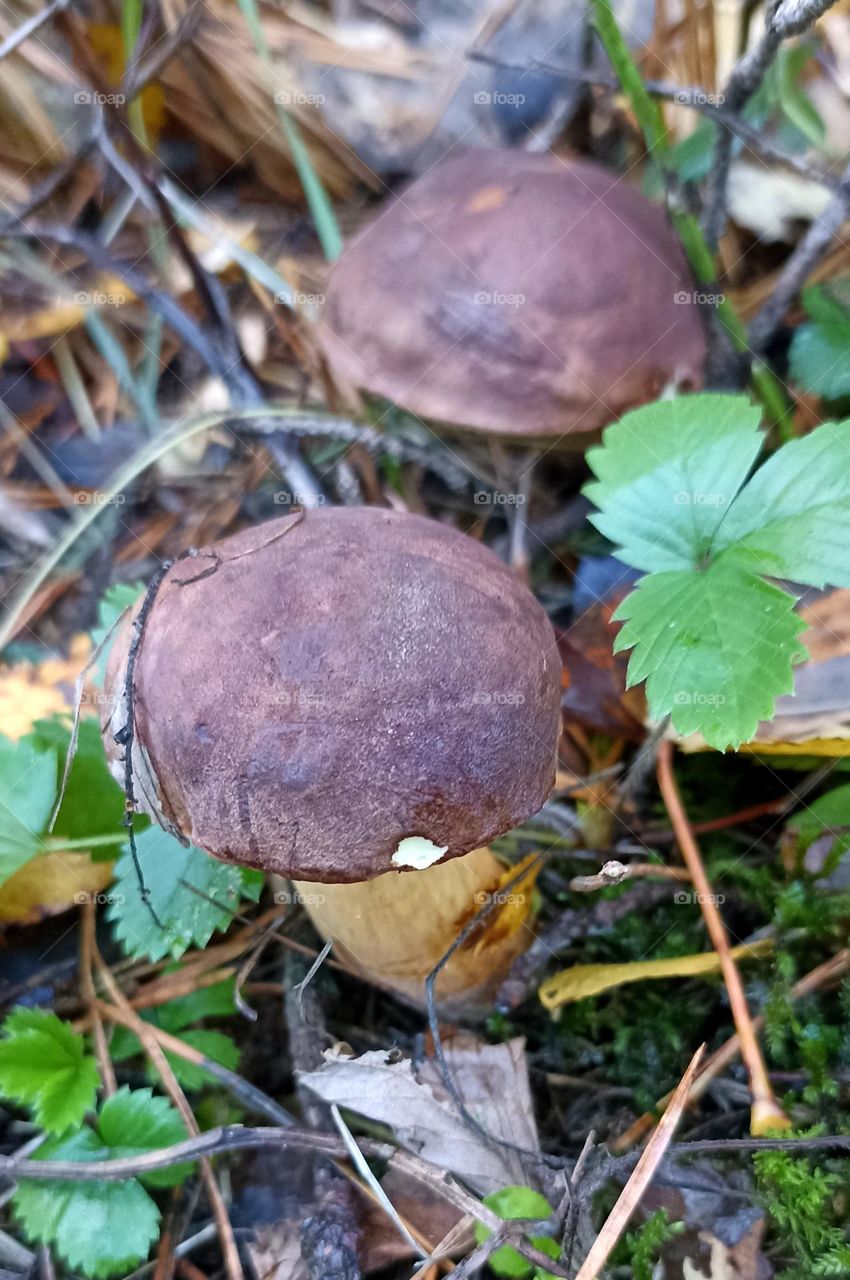 beautiful mistic mushrooms autumn time