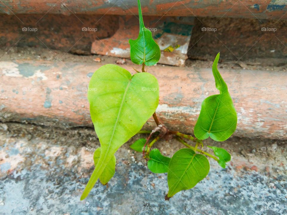 where there is a WILL there is a WAY. plant grows up on rooftop of building