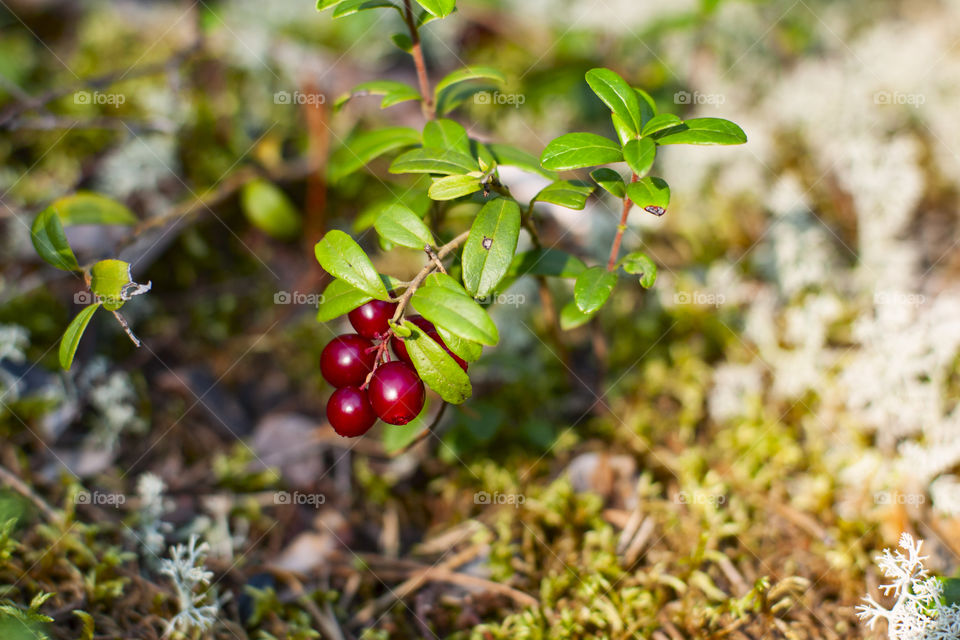 Lingonberry