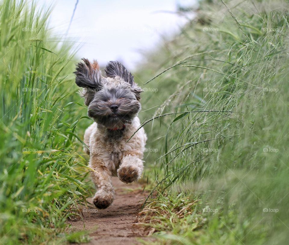 A furry, hairy dog running through a grassy field with all four feet off the ground and making a cute face.