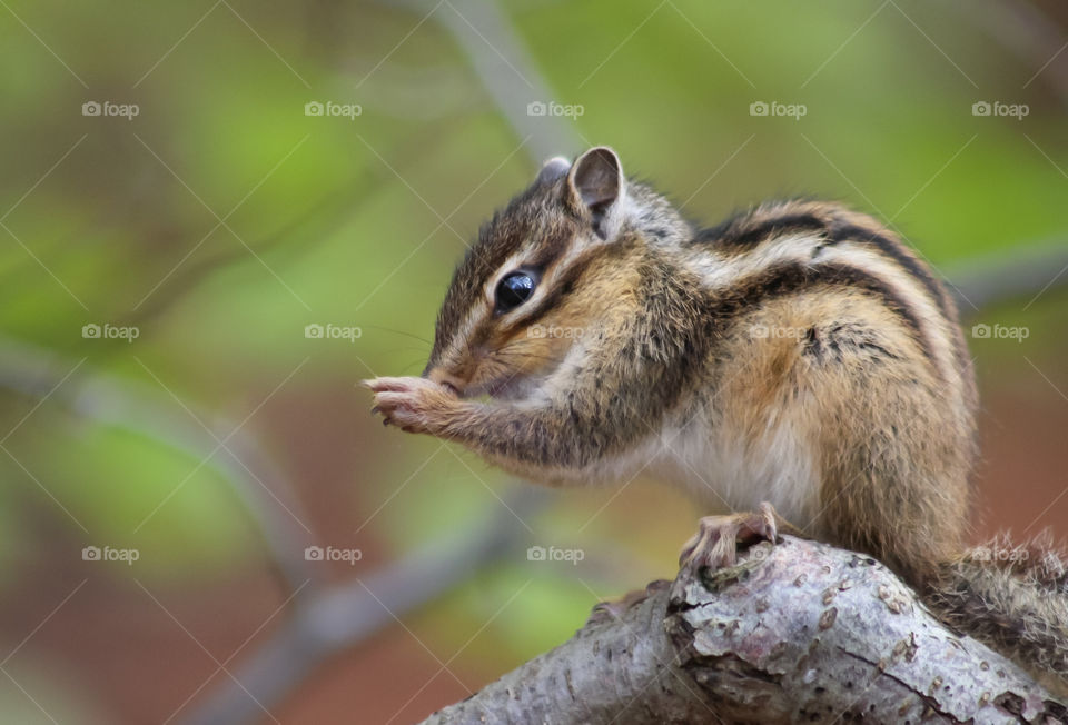 Chipmunk