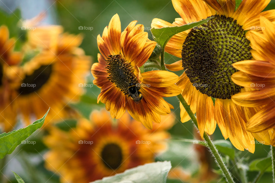 sunflowers bees and bumblebees