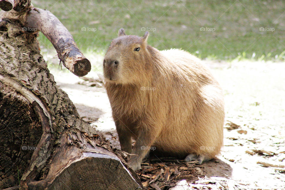 Capybara