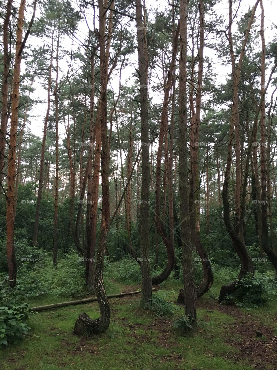 Nowe Czarnowo - Crooked trees - Poland