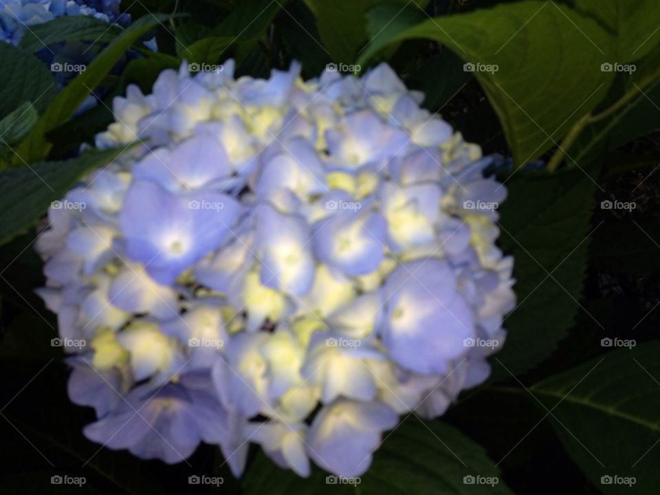 Hydrangea 