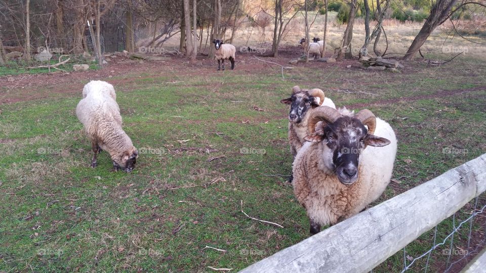 Sheep, Merino, Mammal, Baby Sheep, Farm