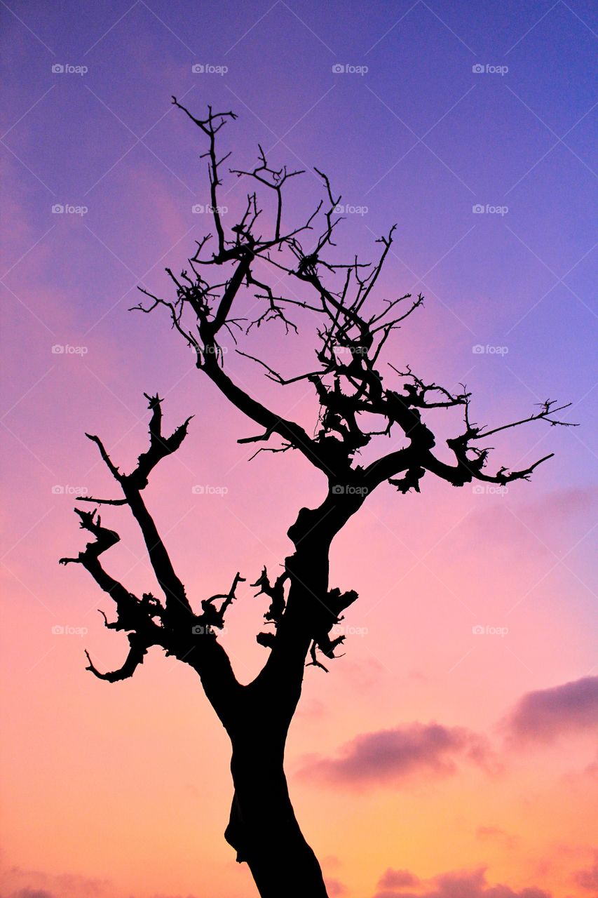 Beautiful Old Tree in Colorful clouds