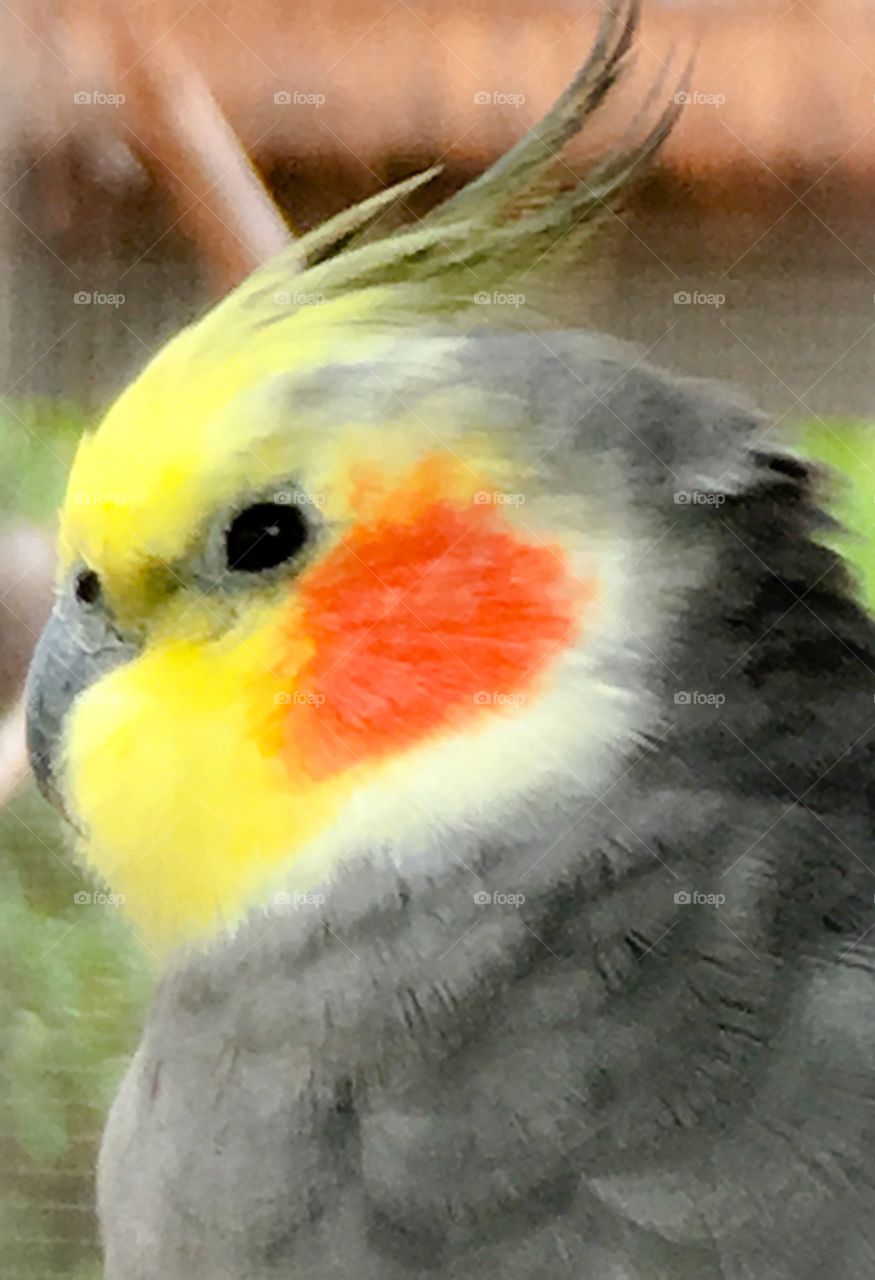 Orange cheeks on cockatiel bird, side profile closeup