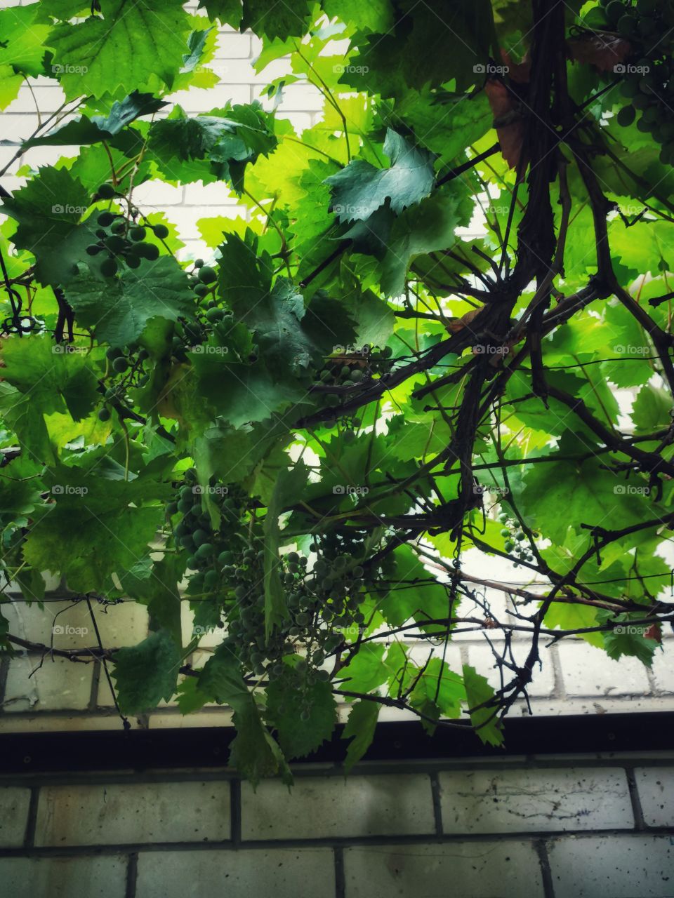 Fromboise berry hand happy view bio fresh yummy healthy Red raspberry nature eco vegan juicy fruits