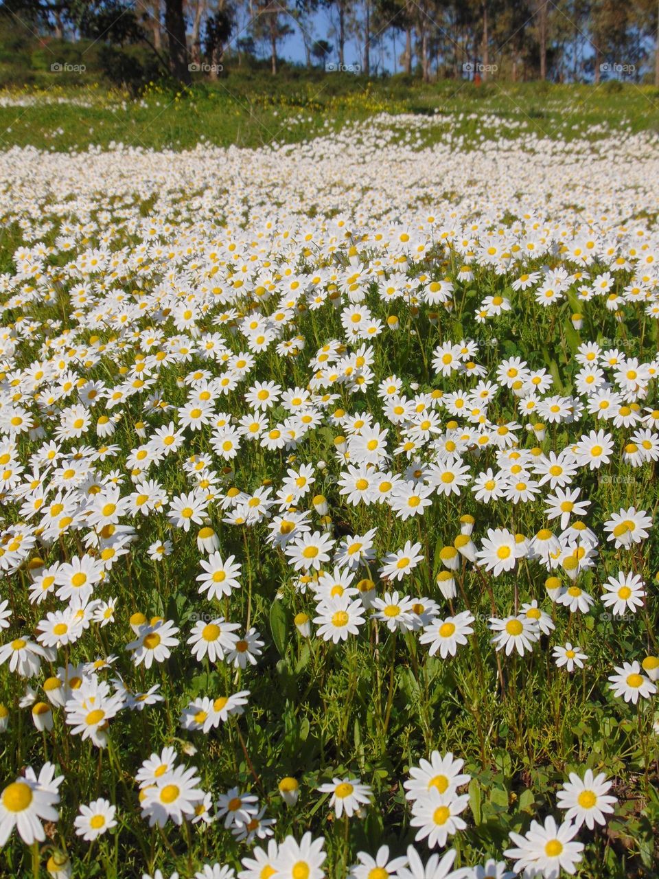 Daisies meadow in springtime 