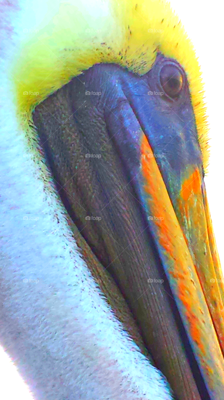 "Pelican Close Up"