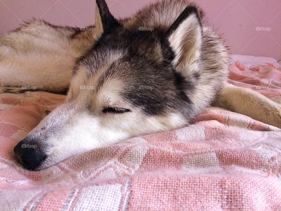 Sleeping husky 