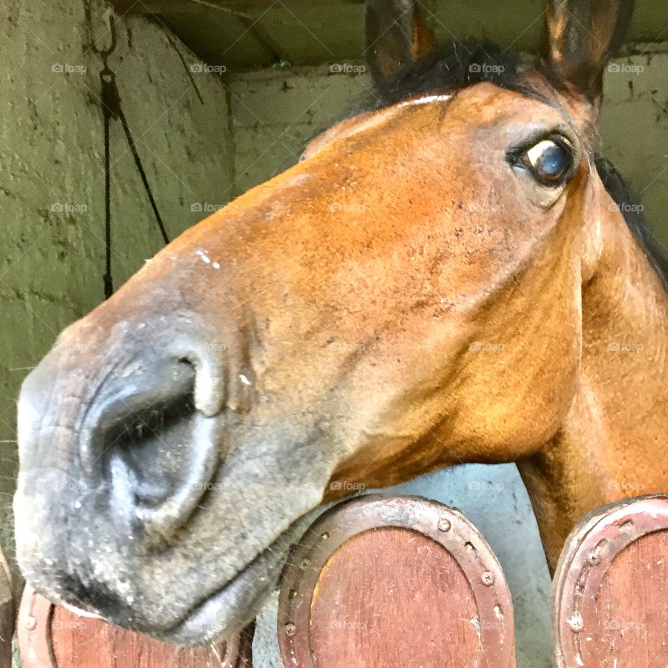 Um olhar muito admirado do cavalo. O nome dele é Caramelo, e gosta bastante de ser fotografado. / A very admired look from the horse.  His name is Caramel, and he really likes being photographed.