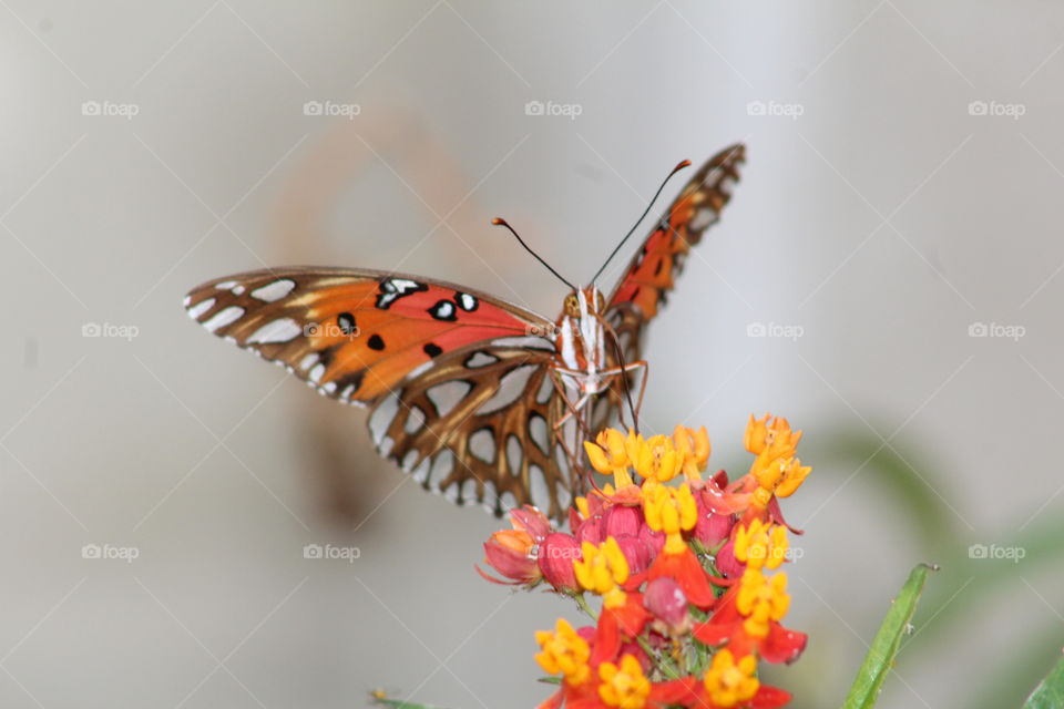 Close-up of butterfly pollinating flower