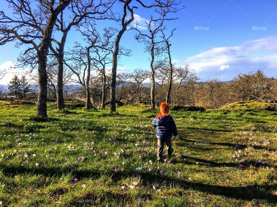 Toddler running in the park.  Summit Park, Victoria, Vancouver Island, Canada. 