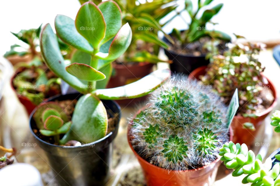 A  kitchen bay window with  many tiny succulents growing in the sunlight 