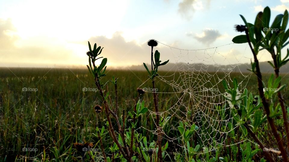 Web and fog