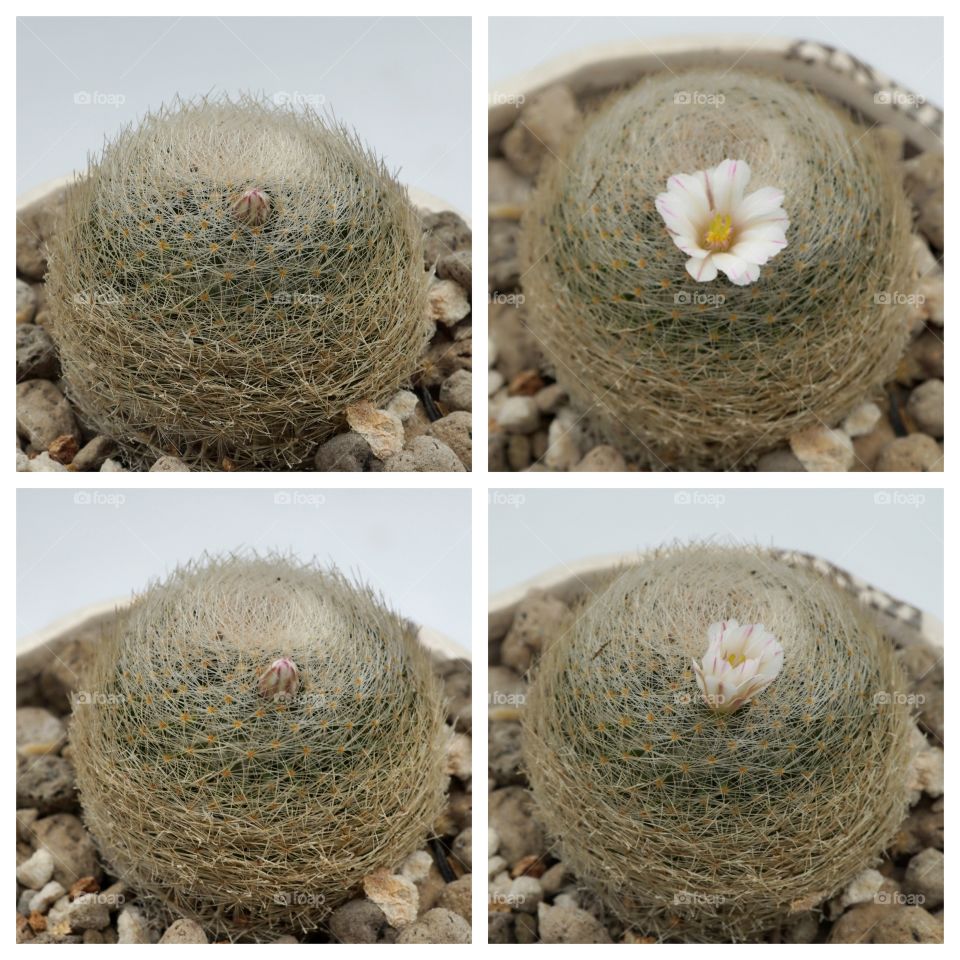 Mammillaria lanta