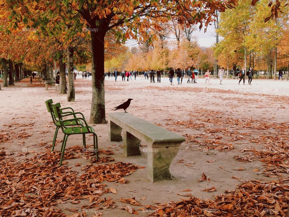 Bird perching on wooden bench