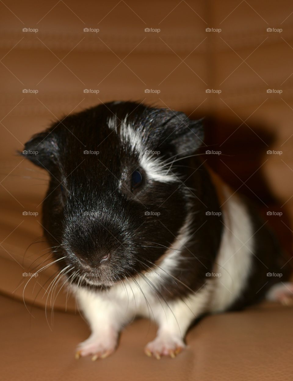 Close-up of guinea pig