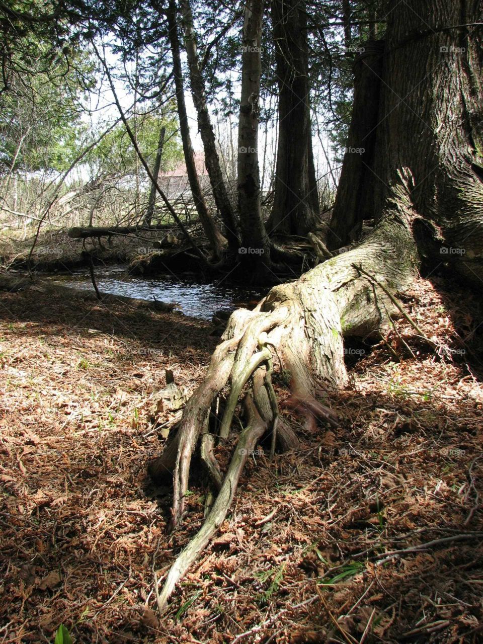 Tree roots with stream