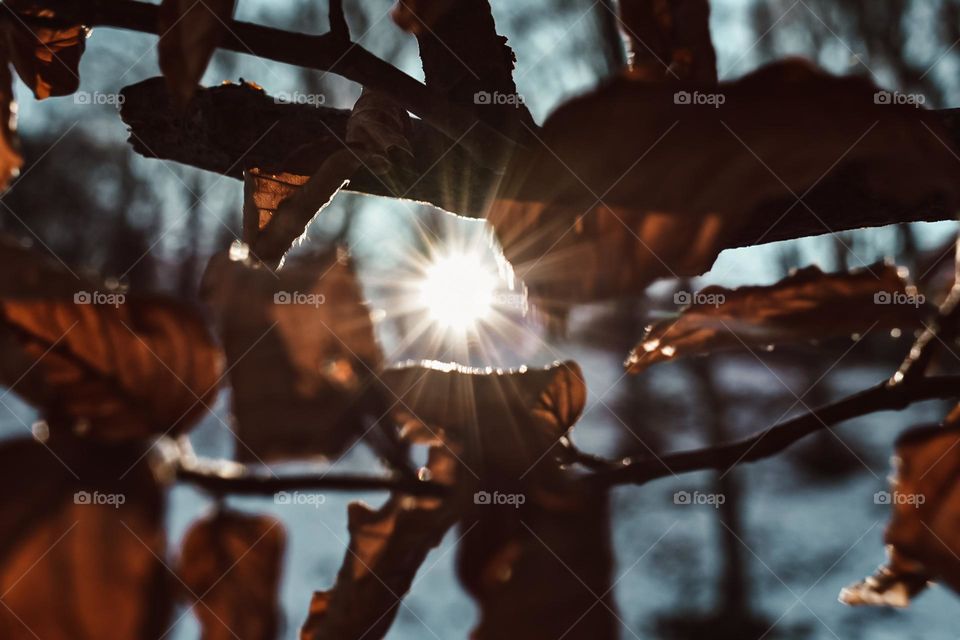 Sun shines through leaves 🍁