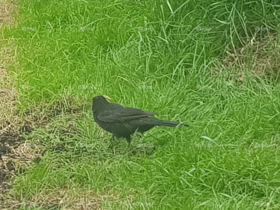 The Merel is common in gardens and parks and is therefore really a companion animal. The male of the Blackbird is a black bird with a yellow or orange beak.
