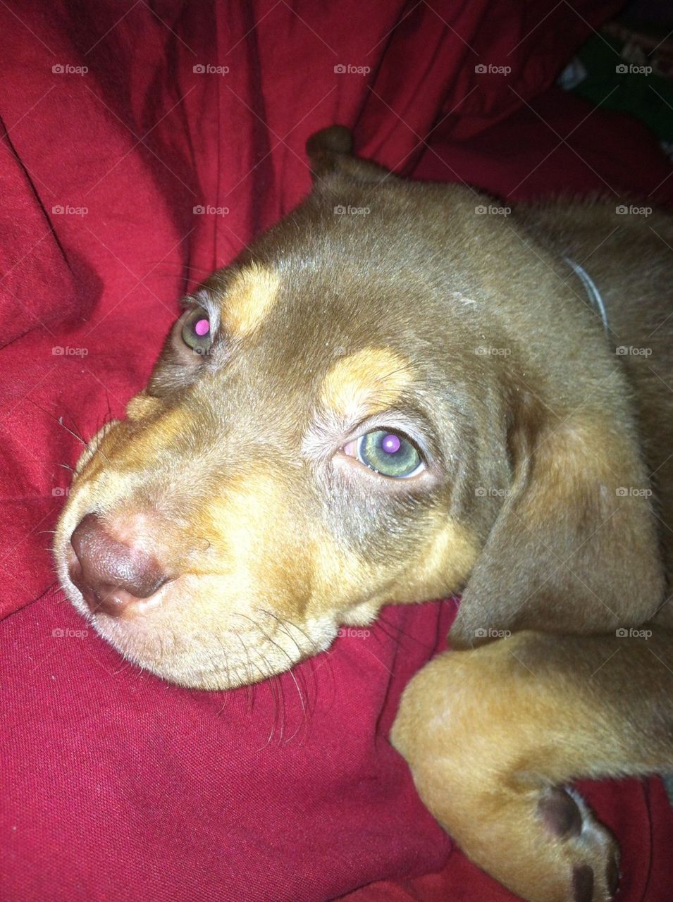 red puppy eyes ears by ceesko
