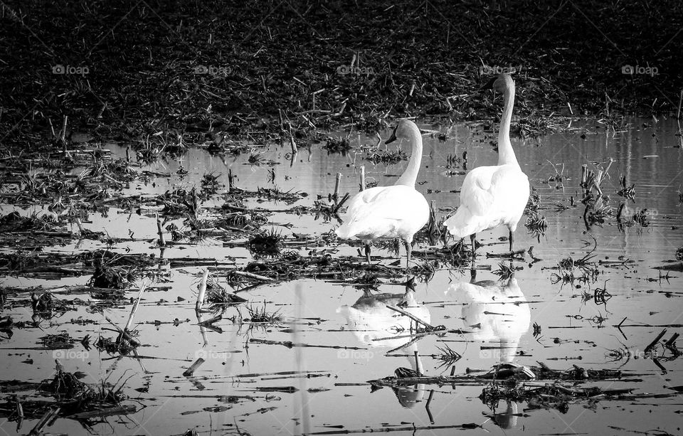 Two white swans standing in a swampy farmers field