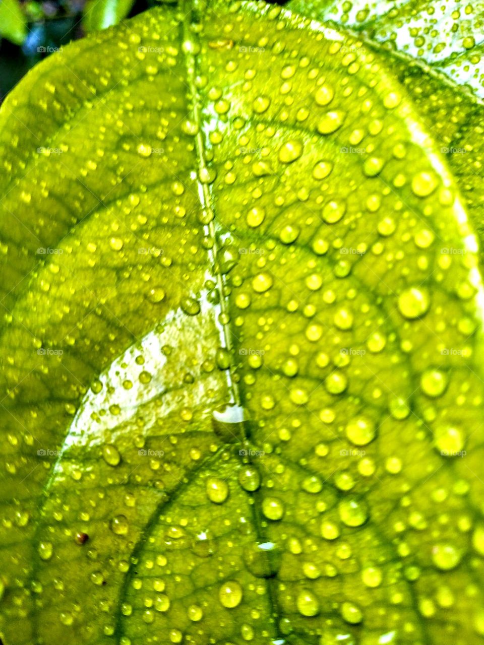 a leaf, a breath, a life