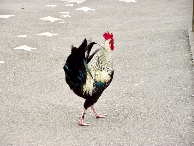 rooster