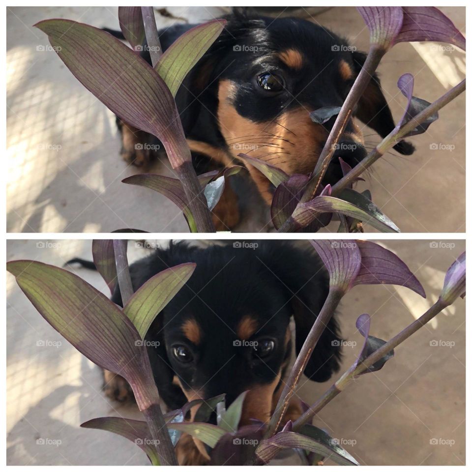 Chloe..The Dachsund Puppy