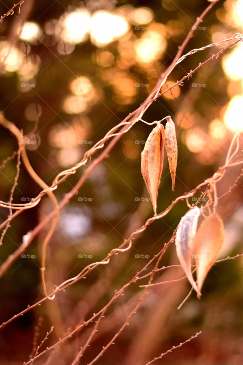 bokeh