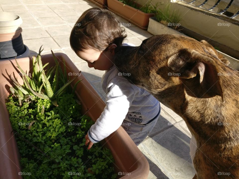 Friendly American Staffordshire Pitbull with curious toddler in the sun