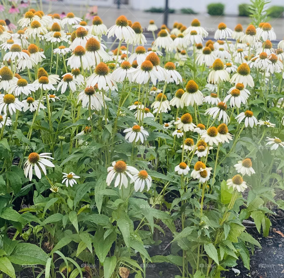 Cone flowers; summer flowers 
