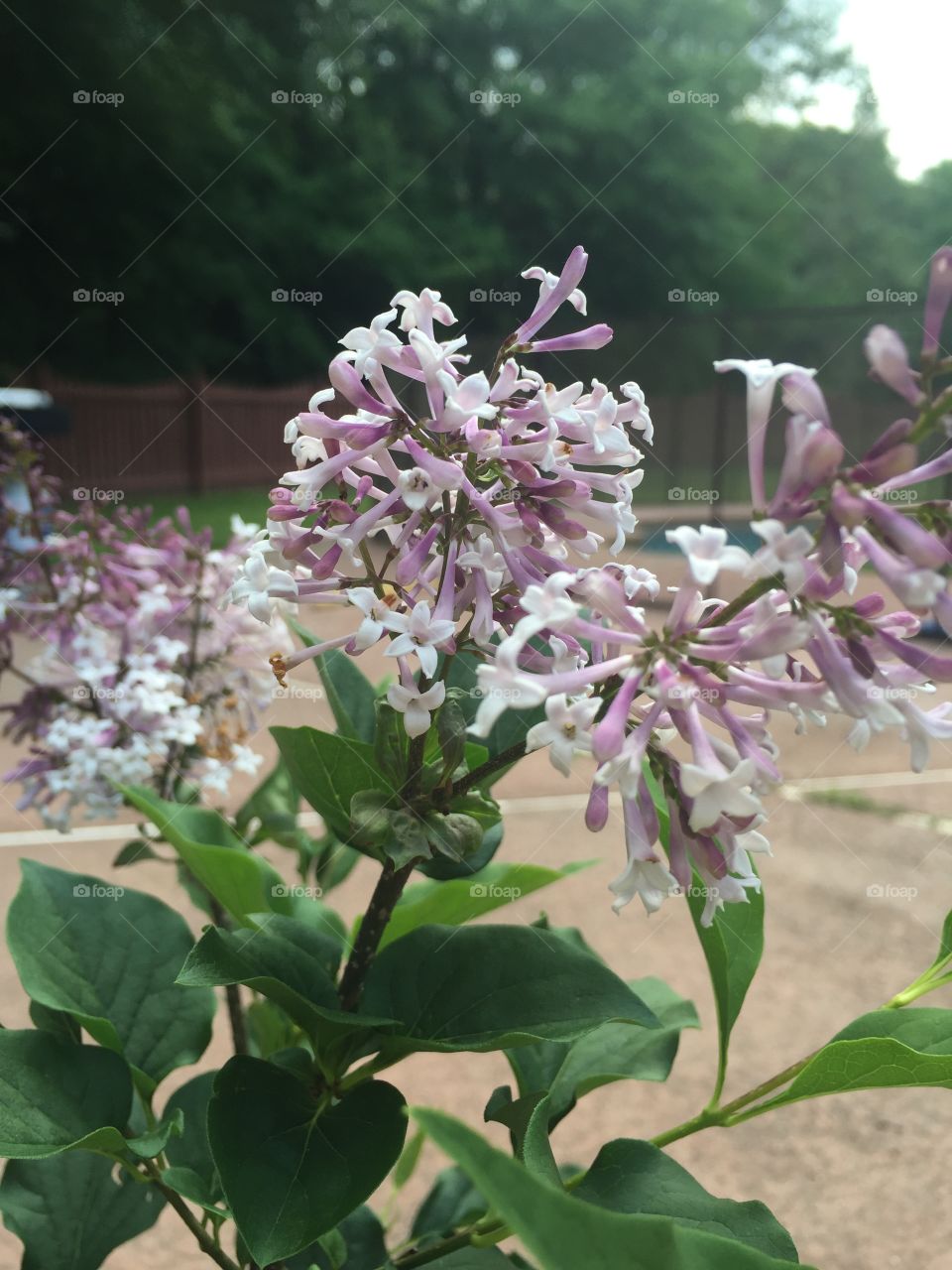 Lilac in Georgia 