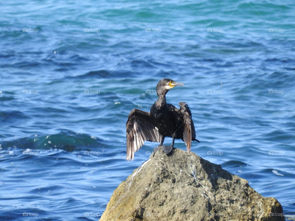 Cormorant on a stone in the sea