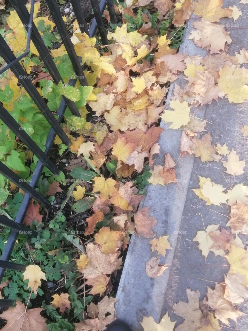 "I am taking a little walk among the trees," said Lena. Прогуляемся?